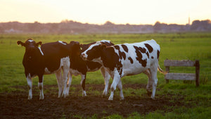 ¿Por qué el agro necesita energía de respaldo?